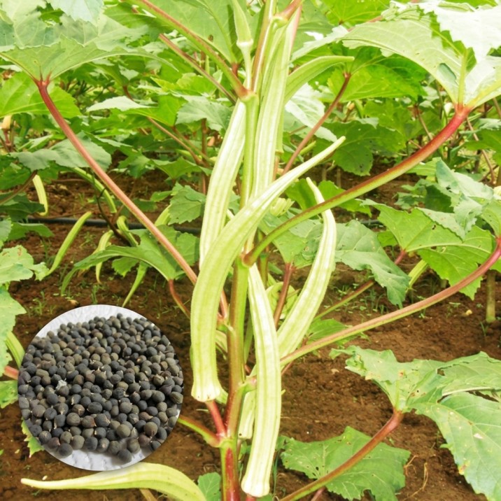 Okra MI5 Seeds බණ්ඩක්කා බීජ Vegetable Seed Ladies Finger