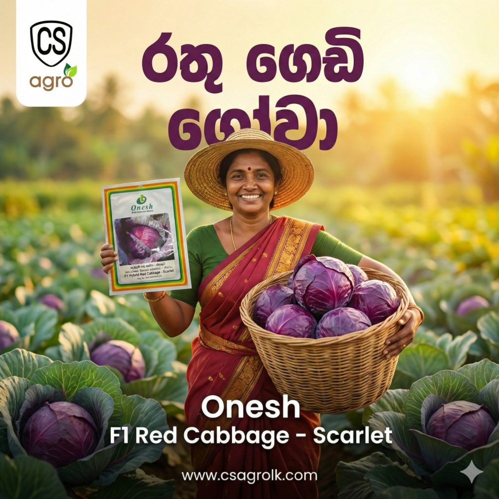 Onesh Scarlet Red Cabbage Seeds