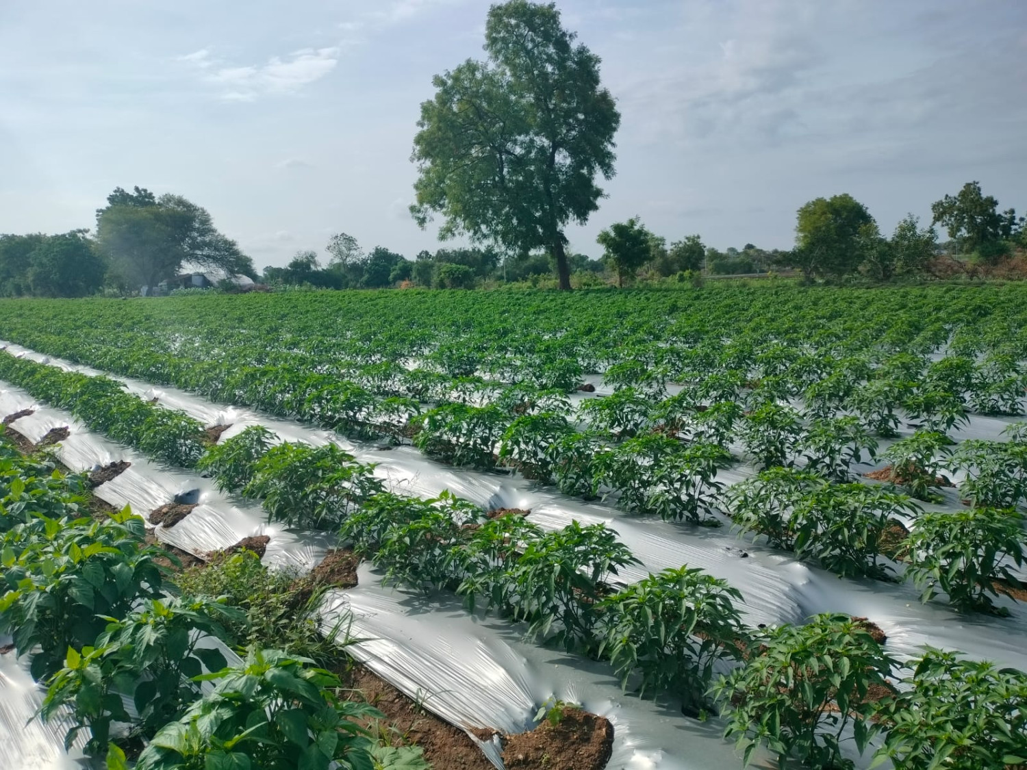 Gardening Mulching Film Sheet 4Ft