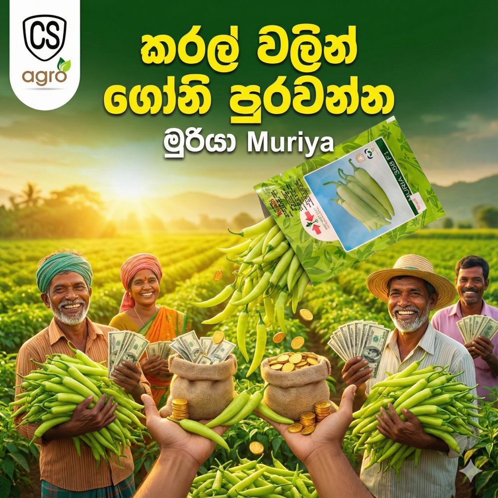 Best Seeds Capsicum Muriya 358 F1 Seeds