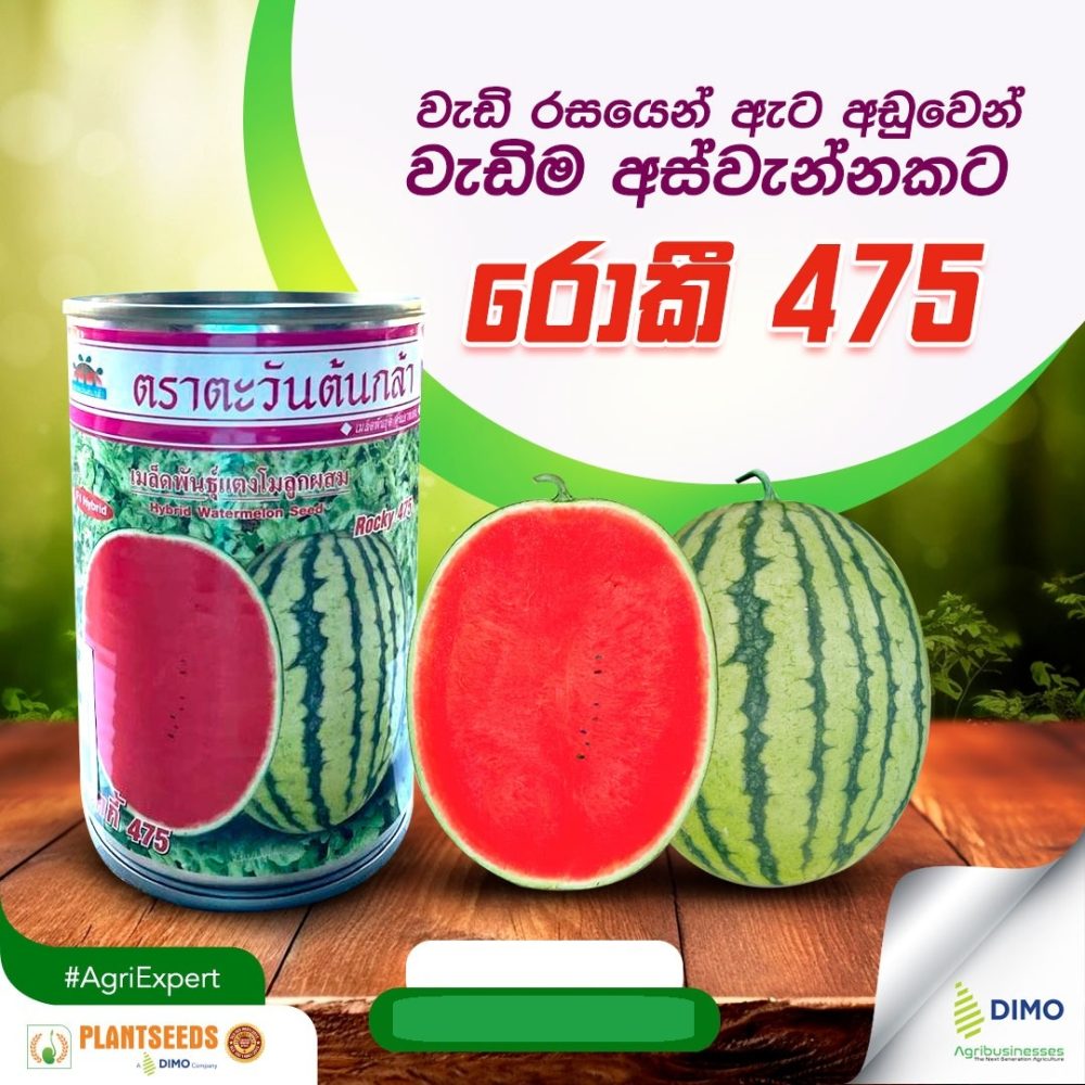 Plantseeds F1 Watermelon Rocky 475 Seeds