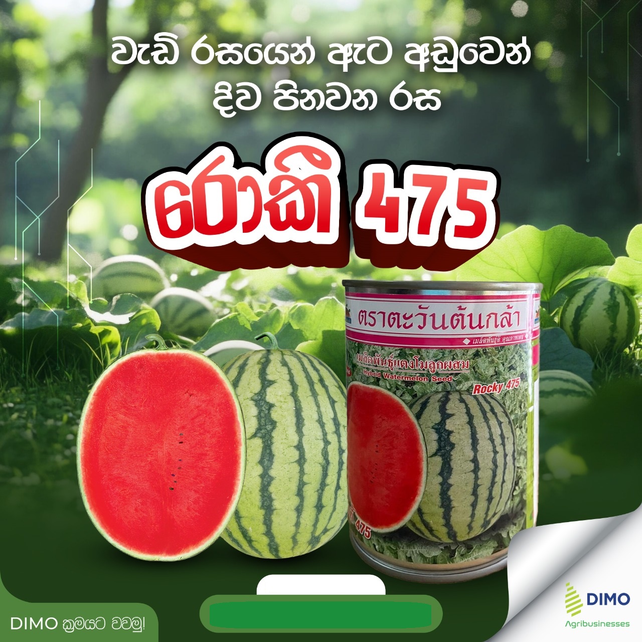Plantseeds F1 Watermelon Rocky 475 Seeds - Image 3