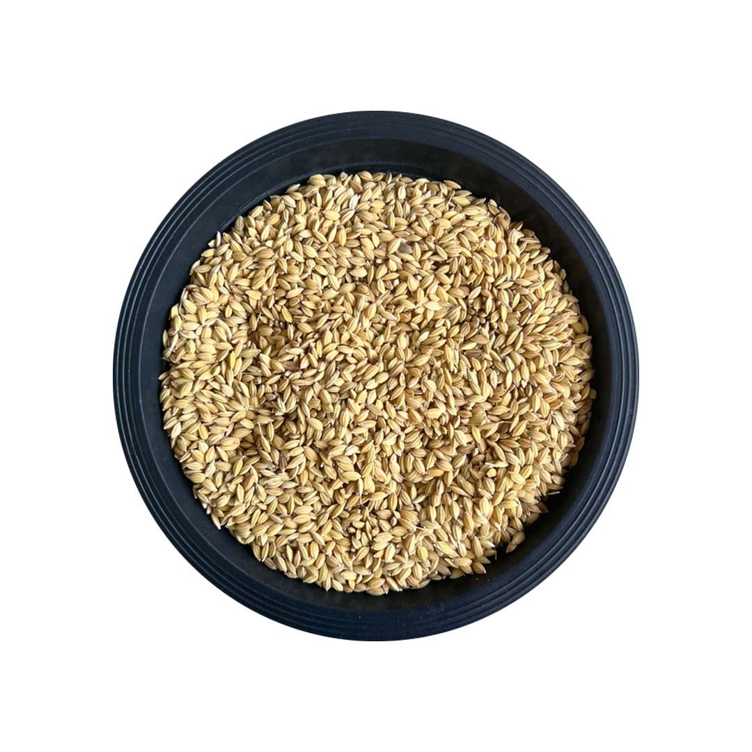 BG 375 Sudu Samba - Image 2