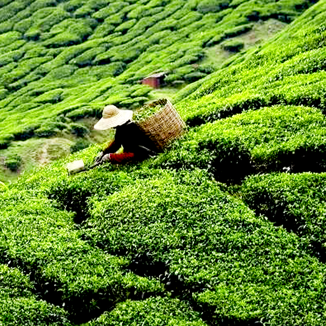 NR Agri Basfoliar Tea Special - Image 2