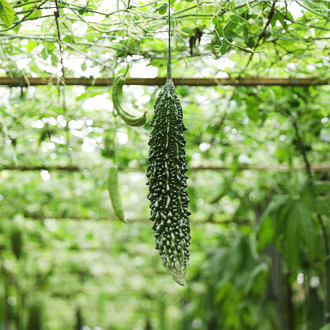 CIC Black Spine F1 Bitter Gourd - Image 2