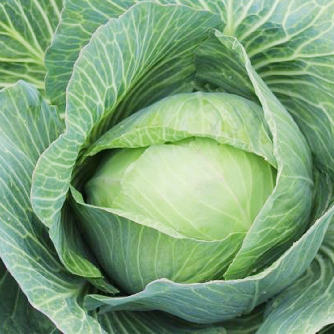 Kobayashi Round King - Gowa - Image 2