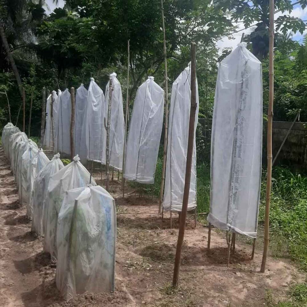 Plant Covering Mesh Roll Banana Bunch Cover 1M width