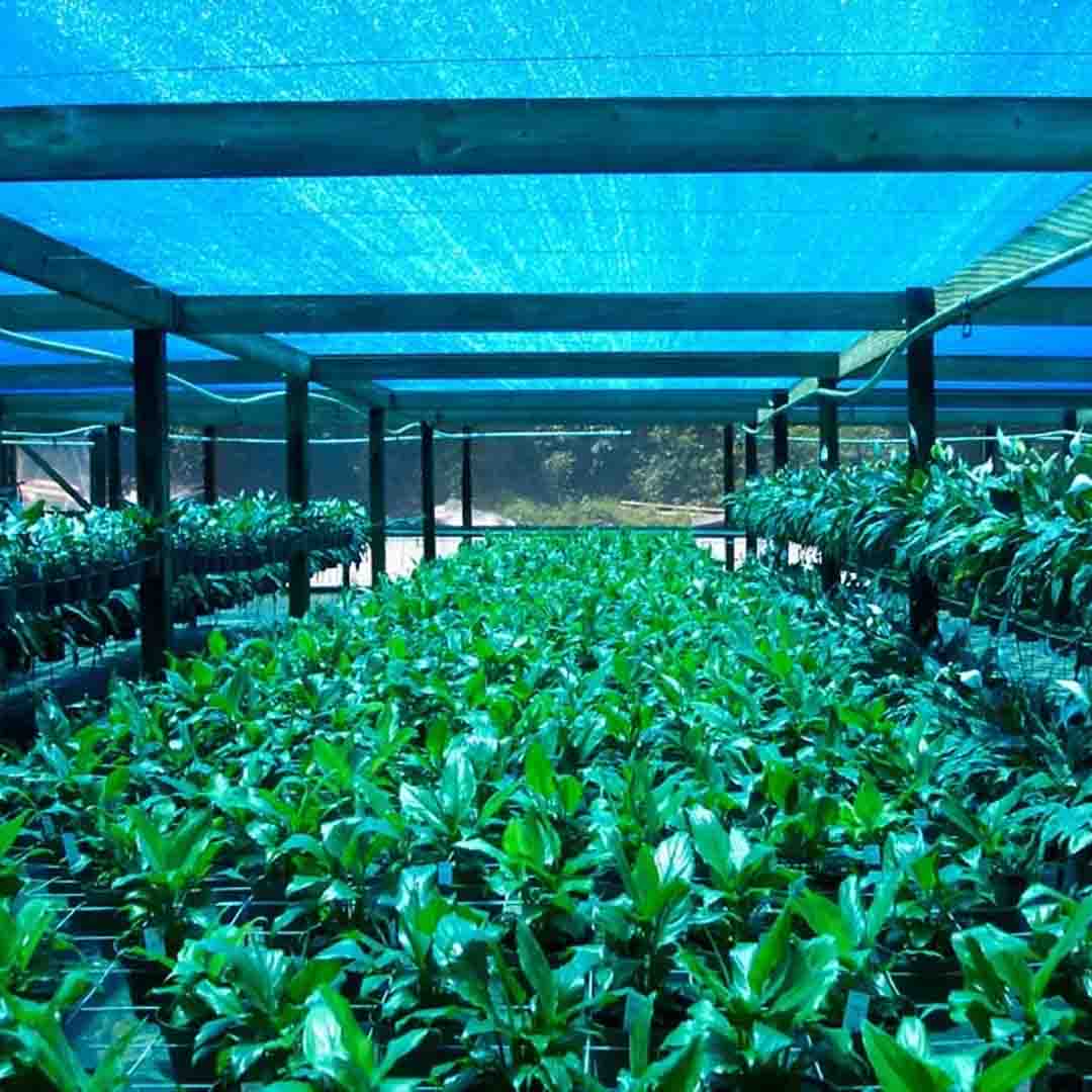 Blue Net Nylon Mesh For Agriculture - Image 4