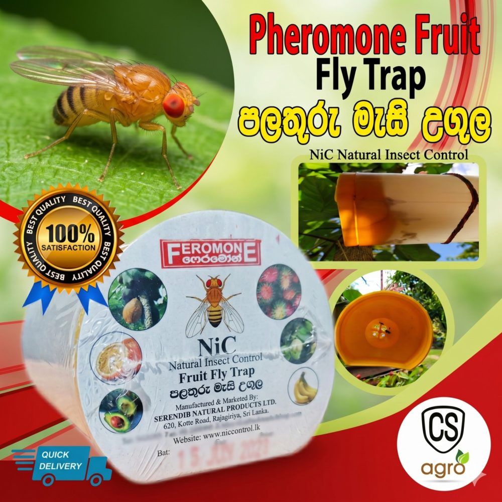 Fruit Fly Pheromone Trap