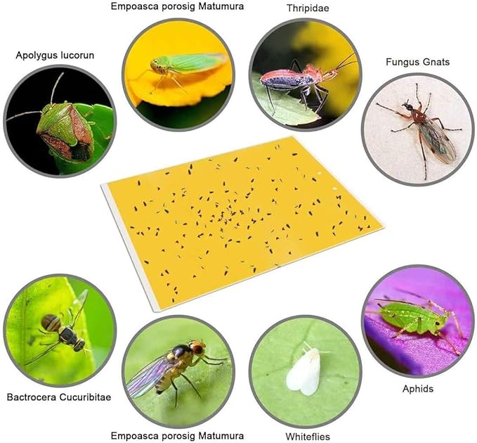 Yellow Insect Sticky Glue 20 Stickers Traps - Image 4