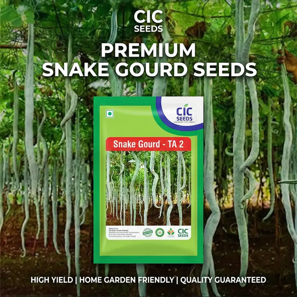 Premium Snake Gourd Seeds – CIC Seeds (TA 2)