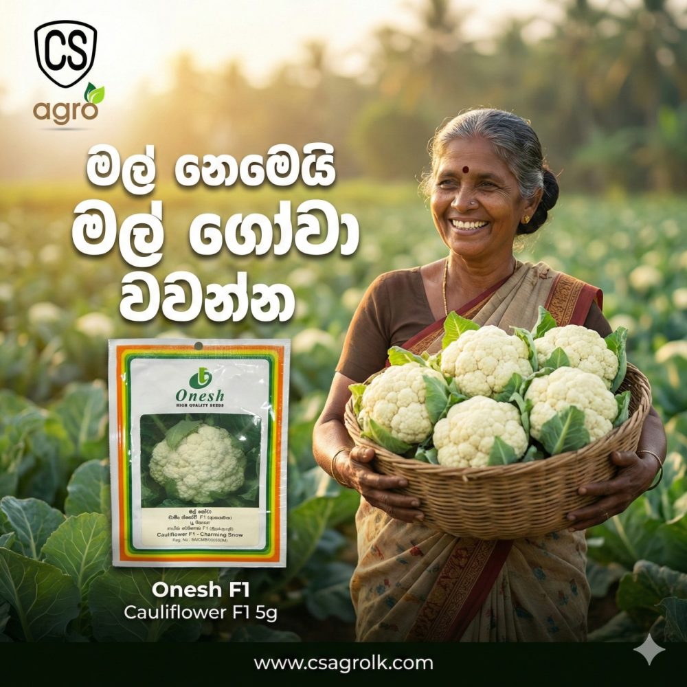 Cauliflower F1 Charming Snow 5g