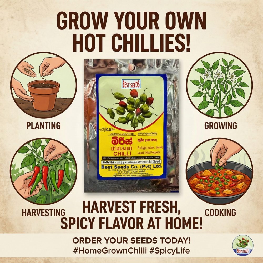 Local Hot Pepper Chilli seeds Nai Miris