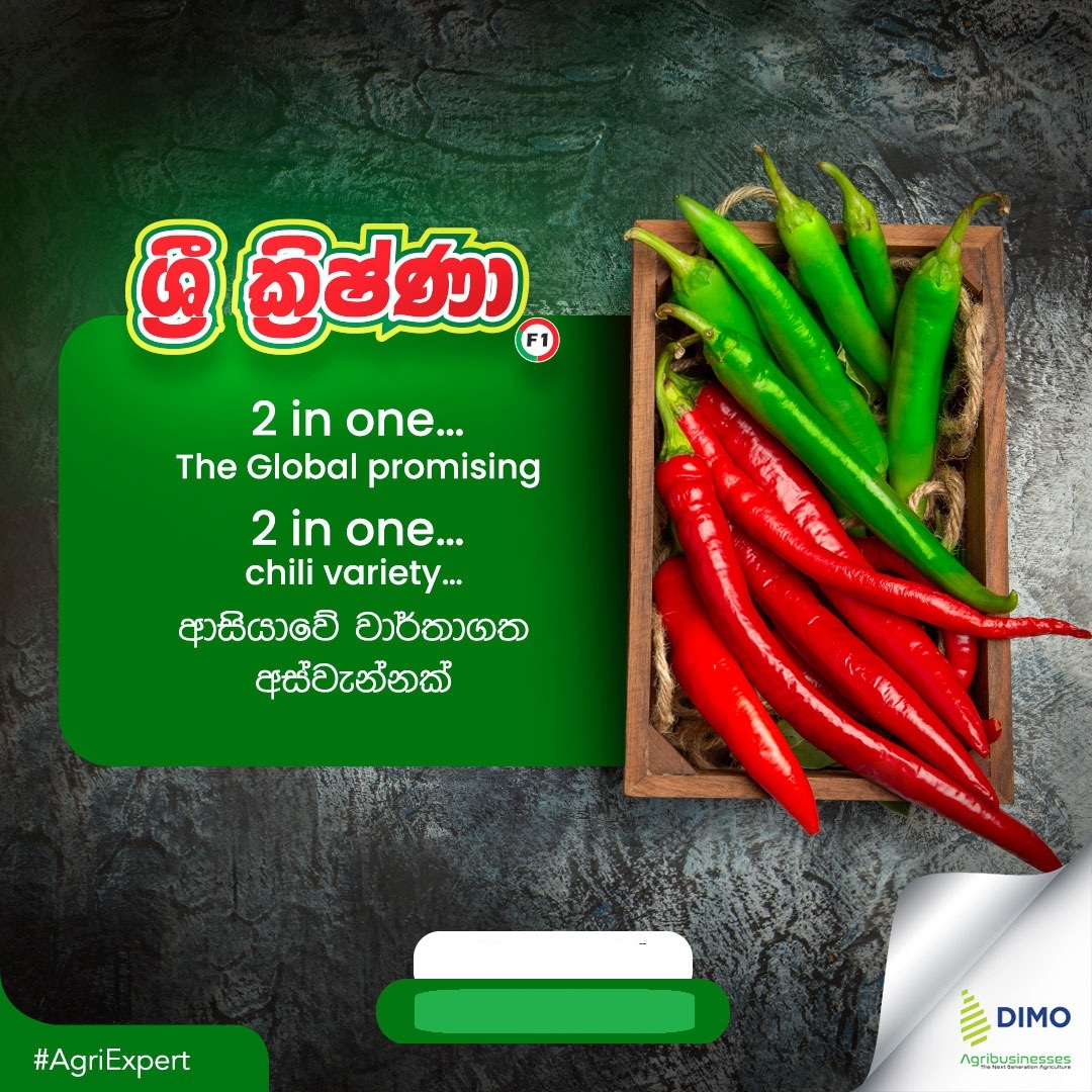 Sri Krishna Chili F1 Hybrid Seeds 5g - Image 2