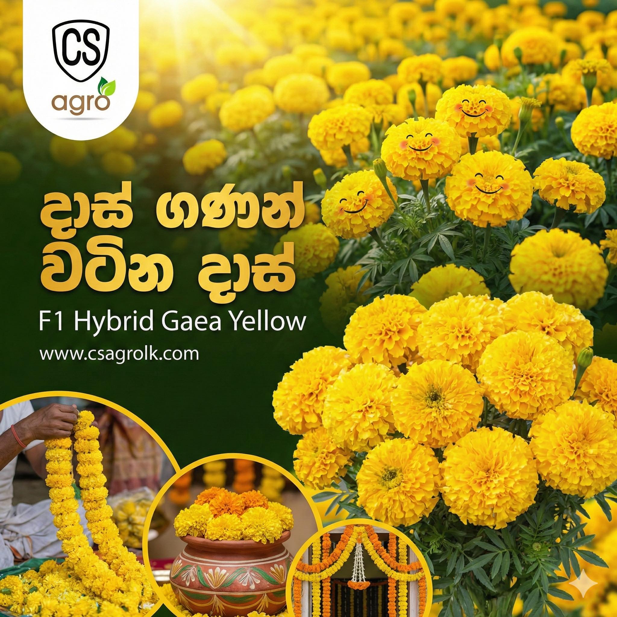 F1 Hybrid Marigold Gaea Yellow