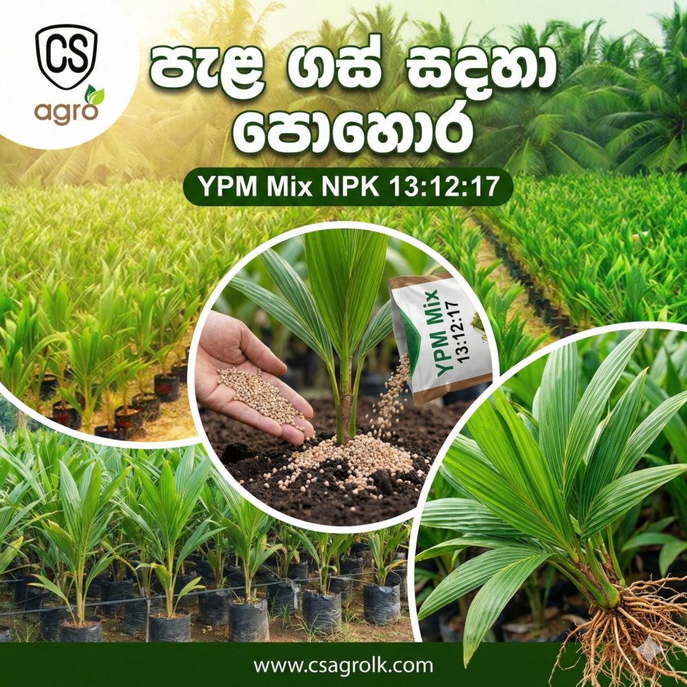 YPM Young Palm Mixture Coconut Fertilizer NPK 13:12:17