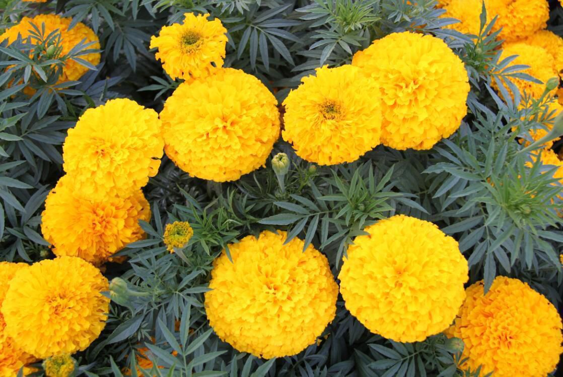 F1 Hybrid Marigold Gaea Yellow - Image 2