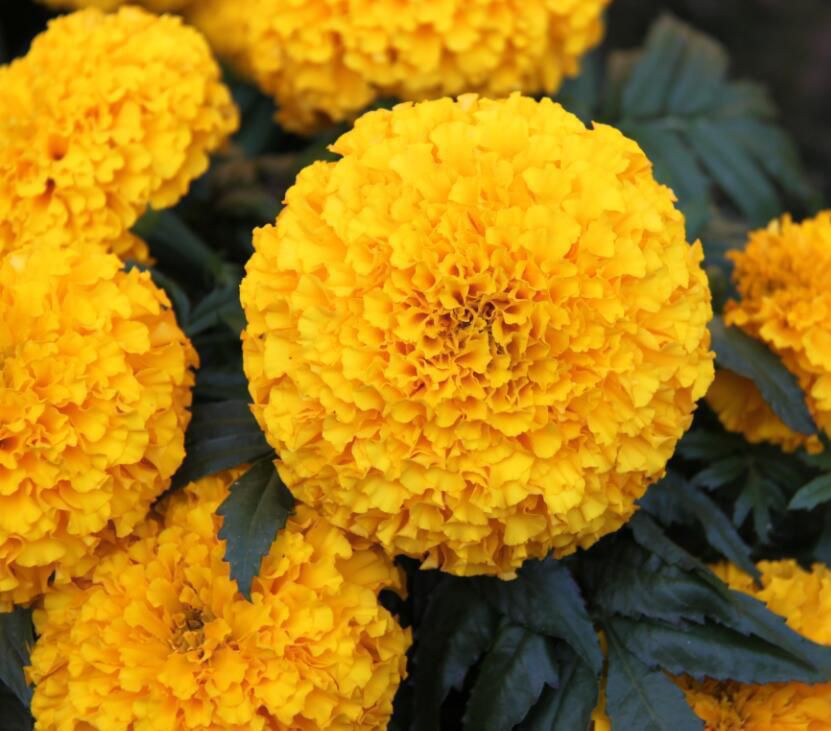 F1 Hybrid Marigold Gaea Yellow - Image 3