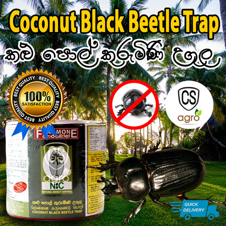 Natural Insect Control Pheromone Coconut Black Beetle Trap & Refill