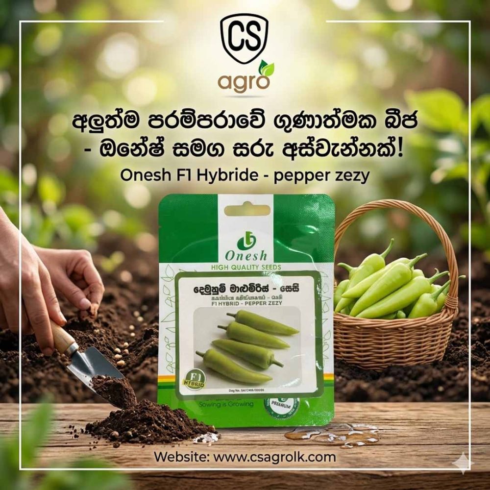 Onesh F1 Hybride - Pepper Zezy Seeds