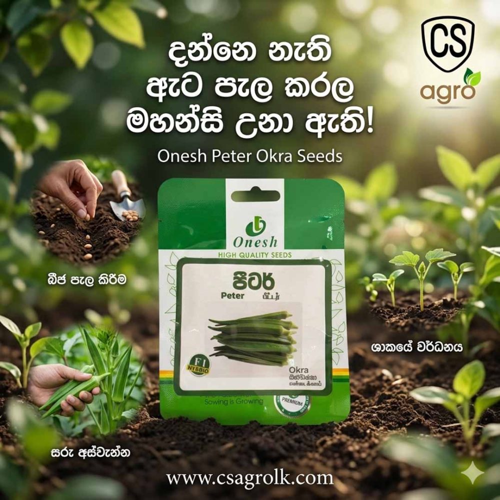 Onesh Peter Okra Seeds