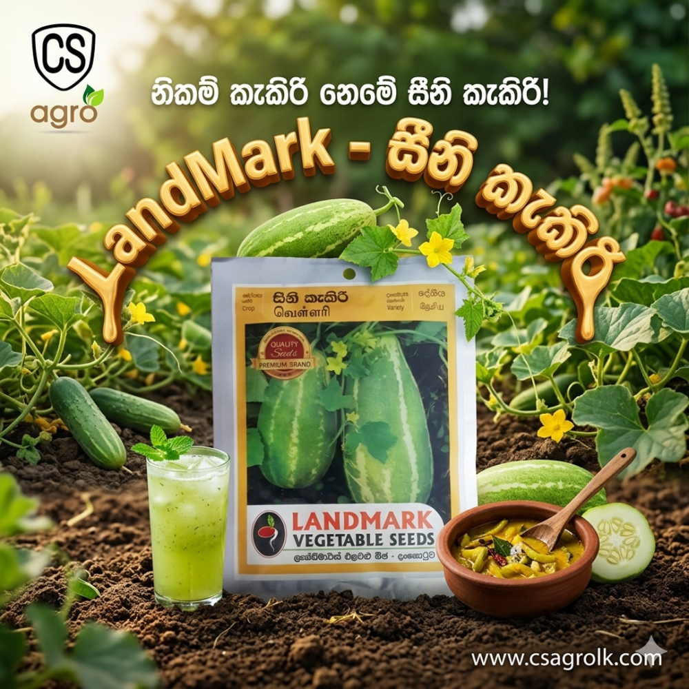 LandMark Seeni Kekiri (Sweet Cook Melon) Seeds - Premium Quality | CS Agro