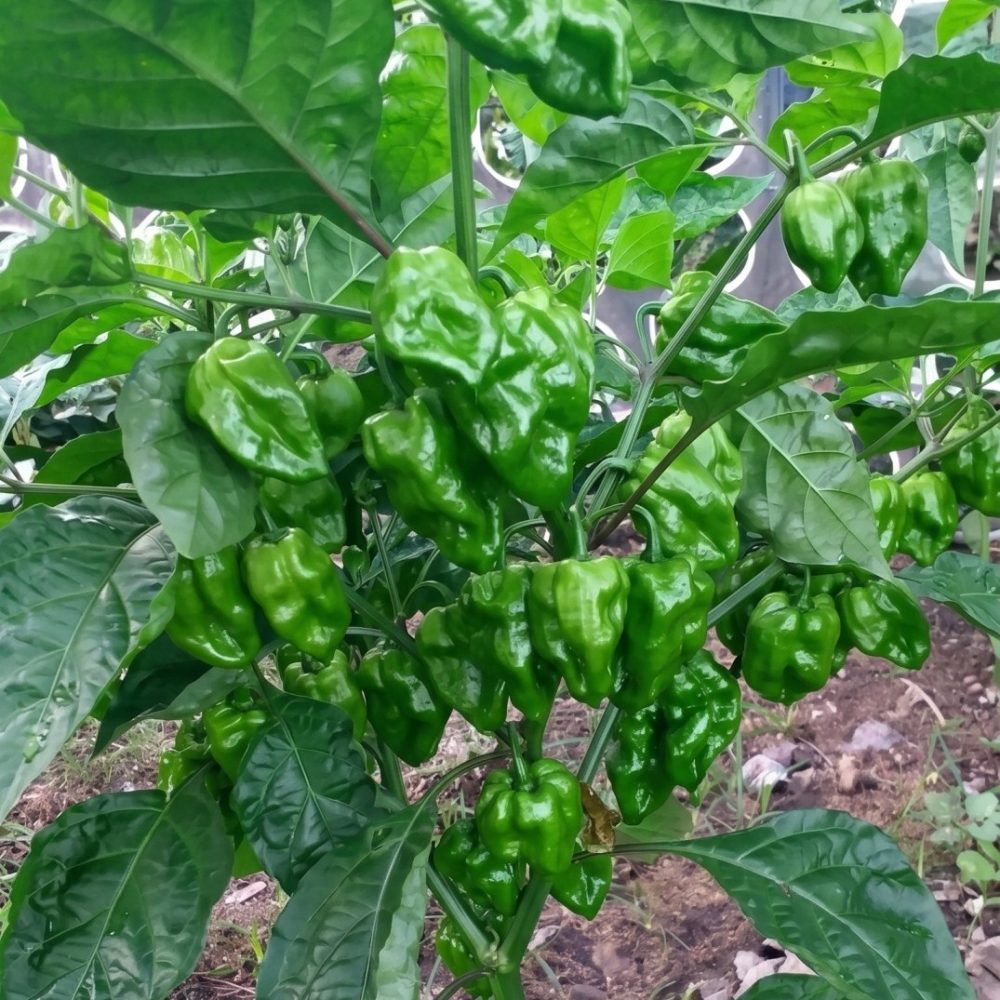 Hot Pepper Nai Miris OP Variety 1g