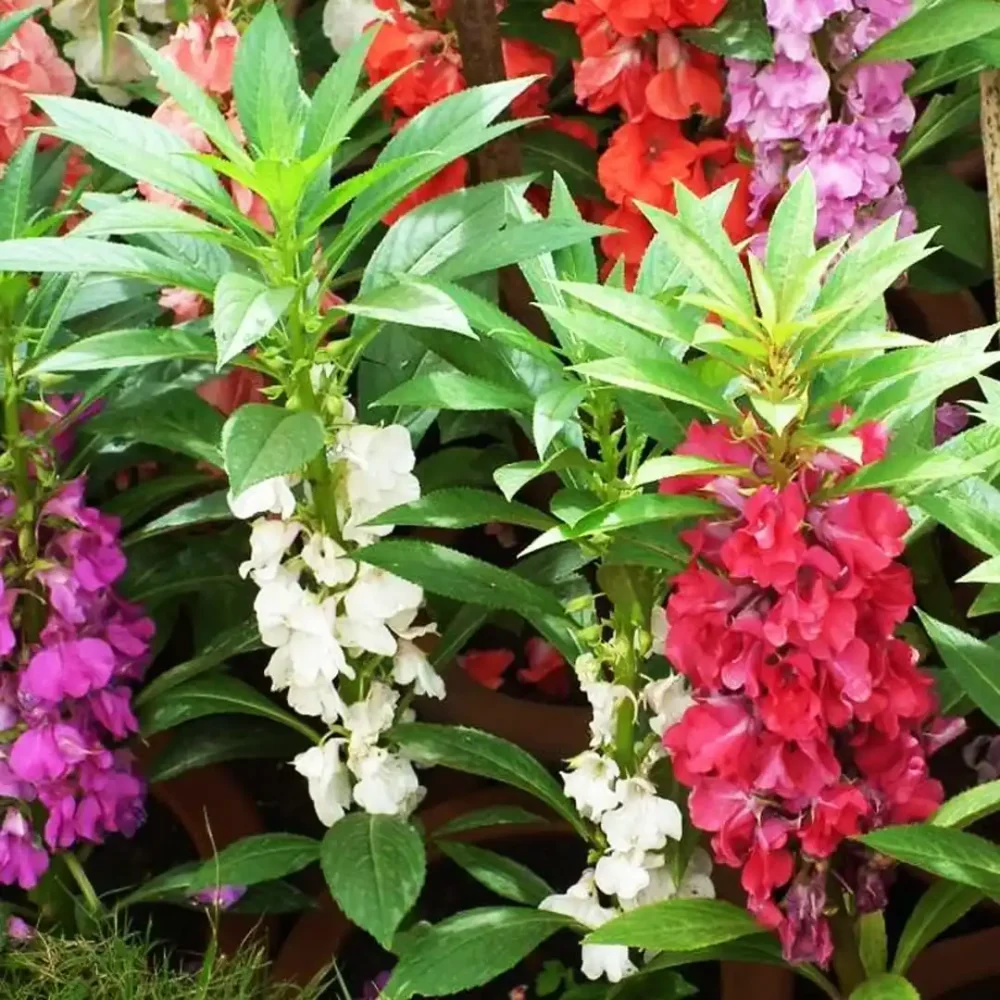 Garden Balsam Kudalu Flower Seeds