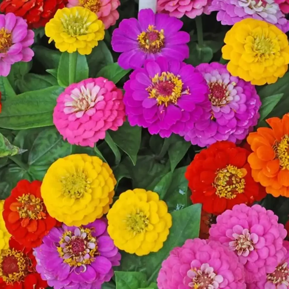 Zinnias Mix Color Flower Seeds