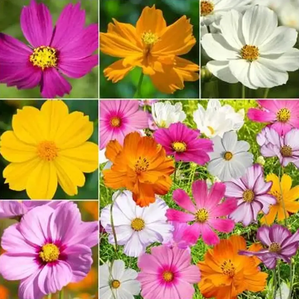 Canyon Daisy, Ata Pethiya Flower Seeds