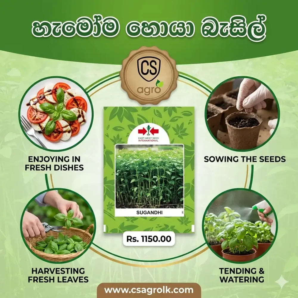 Best Seeds Sugandi F1 Basil Seeds