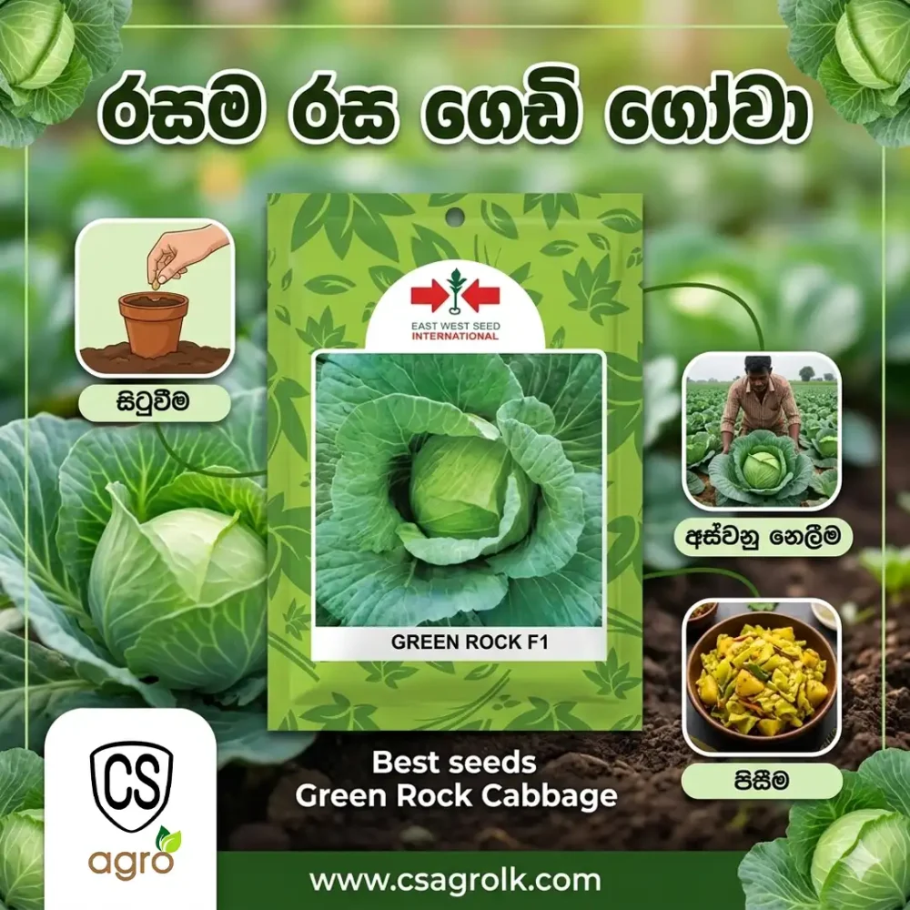 Best Seeds Green Rock F1 Cabbage Seeds