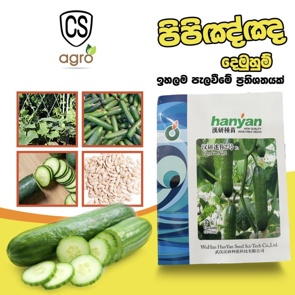 Hanyan F1 Hybrid Salad Cucumber 10g Seeds