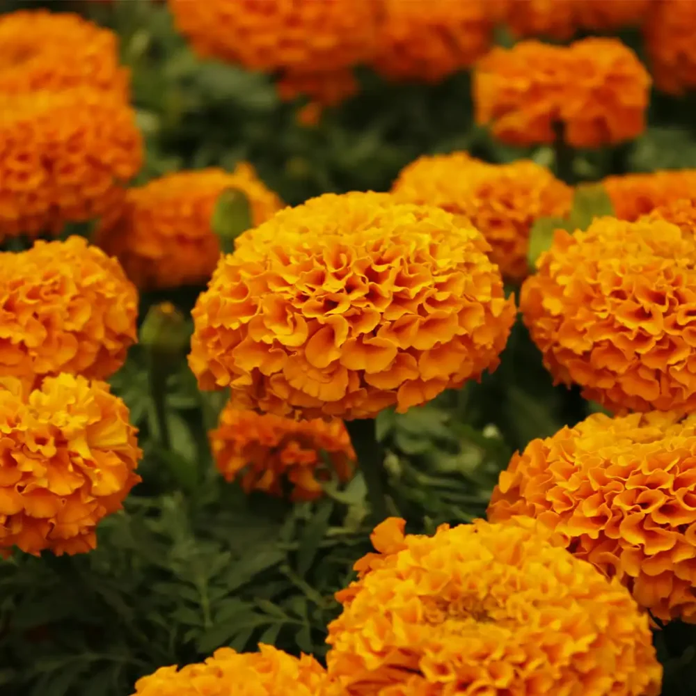 F1 Hybrid Marigold Orange Color Seeds 15