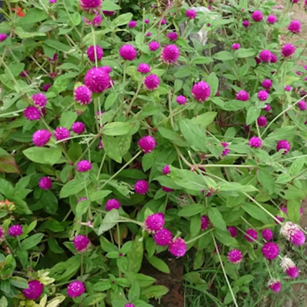 Globe Amaranth, Purple Heirloom Raja Pohottu Flower Seeds