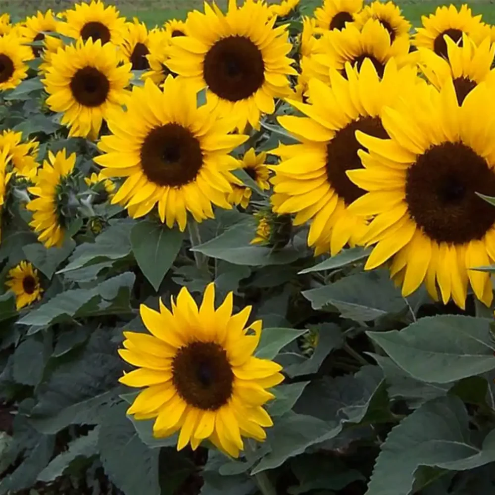Local Sunflower Sooriyakantha Flower Seeds