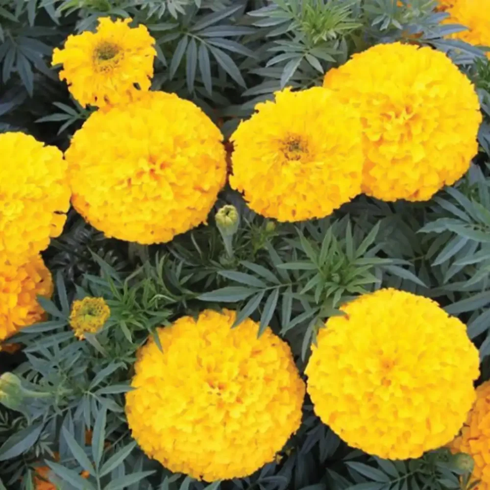 F1 Hybrid Marigold Yellow Color Seeds 15