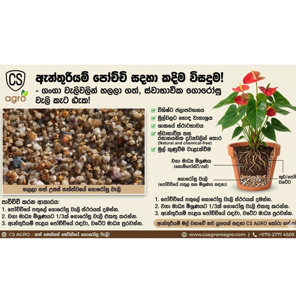 Anthurium Plant Pot Mixing River Sand