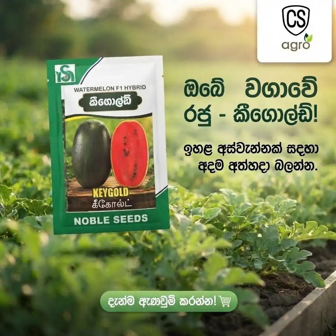 Keygold F1 Hybrid Watermelon Seeds | Premium Quality Sweet Watermelon Seeds