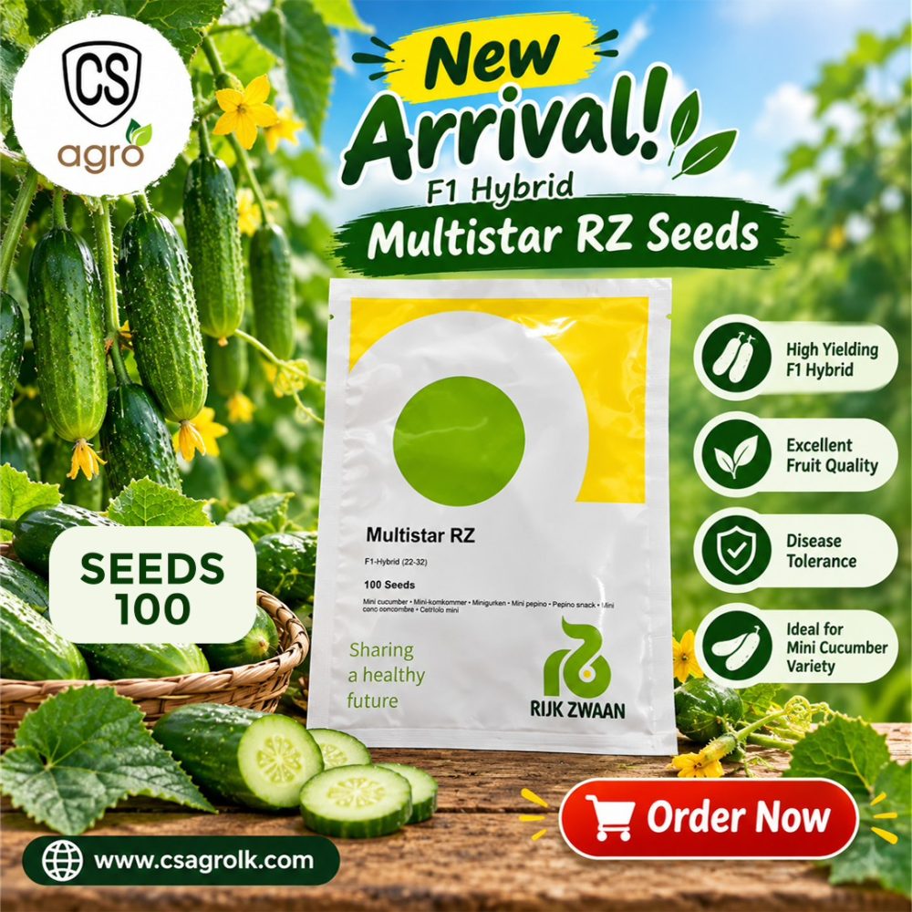 Rijk Zwaan F1 Hybrid Multistar Salad Cucumber 100 Seeds